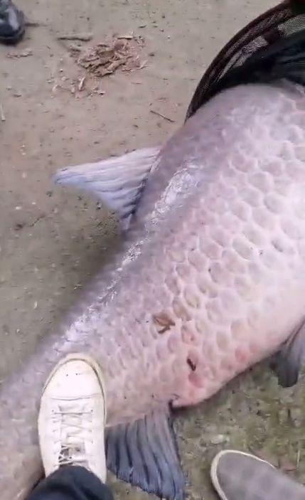 鱼王”鱼鳞比手掌还大网友：够吹一辈子冰球突破豪华版江西男子钓到120斤“(图3)